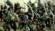 Fantasy History: Wood Elves