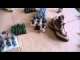 2 of 3 Ogres vs Bretonnians - Warhammer Fantasy Battle Report