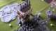 High Elves Vs Beastmen 1000 Points
