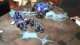 WH40k Ultramarines vs Emperors Children - 2,000pts Battle Report