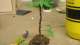 LOOK AT MY TREE!!!!!  MY TREE IS AMAZING!!!!!
