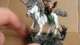 Wood Elf Spellsinger for Warhammer Fantasy