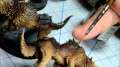 Space Wolves Thunderwolf Cavalry Painting Tutorial 1