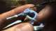 painting Skink skirmisher