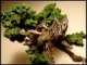Ent