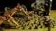 Warhammer 40k Chaos Plague Marine Army 
