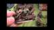 Ork Army Warhammer 40k Dakka Talk #1