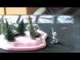 Warmachine battle Rep,  Cryx Vrs. Cygnar