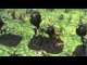 Tyranid spore forest expanding