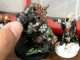 Eldar Painting Project Progress