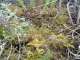ghillie suit sniper