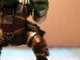 How I Paint Orks!
