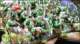 Content Preview