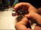 Orrion Carn Paints: Arachnid Warrior Bug