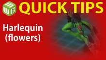 Quick Tip: Harlequin (flowers)